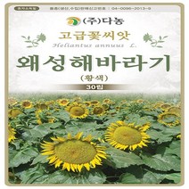왜성 해바라기 황색 씨앗 30립