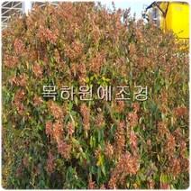 목하원예조경 꽃나무 꽃댕강나무 묘목 (H1.0) 개화주