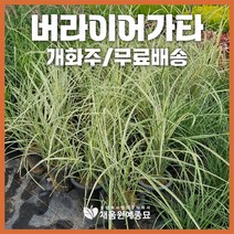 채움원예종묘 그라스 버라이어가타 7호화분 개화주 수크령 억새 갈대 사초 정원 조경, 버라이어가타(7호화분), 1개