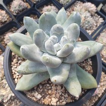 [수암다육] 두들레야 파키피덤 단품 Dudleya pachyphytum 다육 다육이 다육식물 국민다육 202