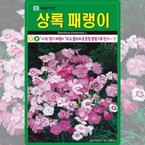 상록 패랭이 씨앗 패랭이 씨 꽃 종자 500립, 단품