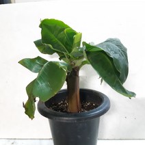 공기정화식물로 인기있는 바나나나무, 1개