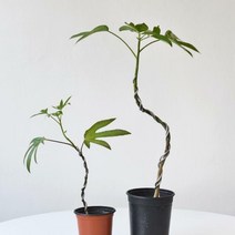 S자 곡선 황칠나무 식물 모종 묘목 공기정화식물 관엽식물 식물키우기 마이플랜트