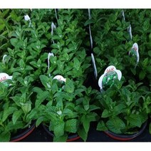 허브 / 페퍼민트 10cm 포트 (전국노지월동) 10주, 스피아민트 포트 (전국노지월동) / 10주, 1개