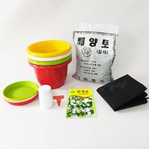 안개꽃키우기 7종