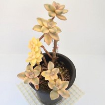 살구미인금 다육이 물든 다유기 가을다육 단품 7-100