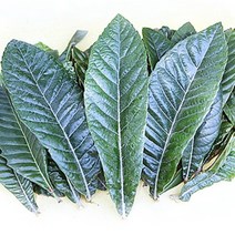 비파농원 웰빙 비파잎(미건조) 500g (전남 고흥) / (산지직송)