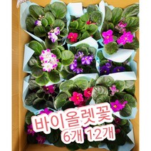 바이올렛꽃 6개 12개/꽃을 오래 볼 수 있어 더 맘에 드는 아프리칸 바이올렛, 12개