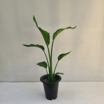 극락조 여인초 실내공기정화식물 반려식물