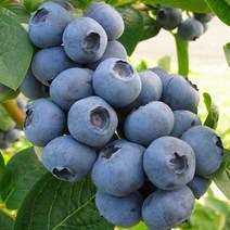 블루베리나무 3년생 챈들러 포트묘 (세종식물원)