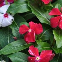 모종 /일일초 10cm포트 /4개 Y014