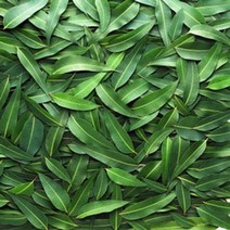 캔들씨 아로마 천연 에센셜오일 유칼립투스 시트로도라 E.O (인도), 30ml