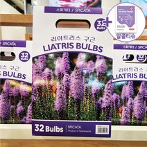 코스트코 리아트리스 구근 32개(스피카타) + 더메이런알콜티슈