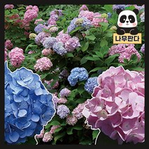 (나무판다) 엔들레스썸머 수국 나무 묘목 14종 시리즈, 12.블룸스타(핑크) C2 화분