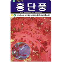 홍 단풍나무 씨앗(100립)(A0586), 1개
