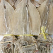 건어물천국 당일바리 마른오징어 20마리, 1.7kg