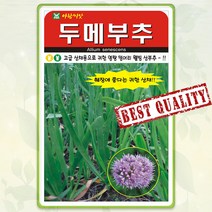 두메부추 씨앗 100립 산부추 나물 산나물 약초 종자 씨 봄 여름 가을 부추씨 AR