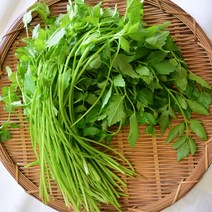 산청 지리산 미나리 500g/1kg 세척해서 편리한 생식용/ 즙용 밭미나리, 산청 미나리 1kg