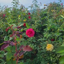 정원 사계장미 h1m전후 랜덤(꽃색상지정할수없음) 1주-땅장미 정원수