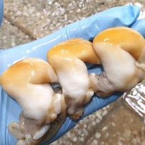 프레시퍼스트 자연산 통영 당일손질 제철 손질 노란 새조개, 02. 손질 노랑새조개(55/60미) 1kg, 1개