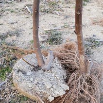 [1kg영암달콤한열매무화과2kg] 무화과 승정도후인 홍무화과 2년 노지 묘목, 3개