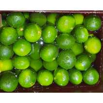 청정 제주 청귤 3kg 풋귤 산지직송 농장발송 비타민 과일 귤주스 새콤달콤, 1개