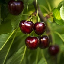 리서스원예 체리묘목 체리나무 라핀체리 유실수 접목1년 특묘, 라핀체리 접목1년 특묘