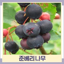 준베리나무 묘목 4치장포트 3개