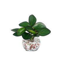 글라스가든 (9+1) 푸딩병개운죽 유리볼행운목 유리볼개운죽 수경식물 공기정화 미세먼지, 홍페페