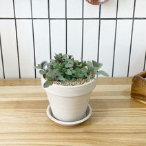 1+1 코리아민트 키친허브 화분 세트 개박하 초코민트 베란다 텃밭 허브 키우기, H23.코리아민트, H19.구문초