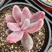 [올식스] 간주계절금 다육식물 다육이 키우기 공기정화식물 개업화분