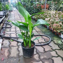 249 3촉 극락조 중대품 45~65cm