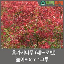 홍가시나무 레드로빈 높이80cm 1그루 뿌리원예