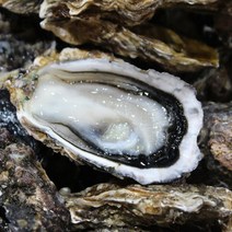 국내산 제철 입망 석화 10kg 석화굴 각굴 생굴 세척석화