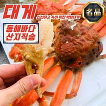 동해 준 박달대게 5미 소짜 9-9.4cm (자숙) (1.6-1.8KG) 시세 완장 제철 홍게, A급 자숙연지홍게3KG10-12미(수율 80-90)
