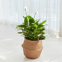 펫플랜트 스파트필름 라탄바구니 세트_2sizes 거실 인테리어 화분, 1.스파트필름(중)+라탄바구니(브라운S)+받침대