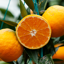 제주 카라향 봄 마지막 귤 고당도 천연비료 농장직송 당일수확, 카라향 5kg (혼합 35~45과)