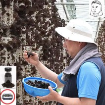 국내산 GAP인증 목이버섯 마이산 오형제팜 천연 암반수 생목이/건목이버섯 사은품 증정, 생목이1kg