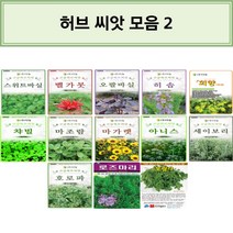 코리아팜 허브 씨앗/고수/스위트바실/페퍼민트/골든케모마일/타임/챠이브/방아/레몬밤/캣닙/카모마일/오레가노/보리지/딜/스위트바실/벨가못/오팔바실/히솝/회향/챠빌/마조람/마가렛/아니스, 20.다농-마조람 0.5g