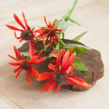 써클에키나세아가지o 74cm 조화 FAIAFT, 화이트