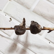 한소픈 참새 모형 2Pset 종달새모형 새모형 새장식 새장 새집 디스플레이 인테리어소품 매장 장식품, 진브라운