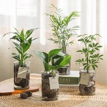 [plant] 공기정화식물 5종 - 수경재배화병세트(10x15), 홍콩야자, 1개