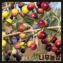 (나무농장) (평일당일발송) 올리브나무 포트, 1개