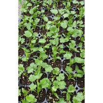 고수 모종 6개 2000원