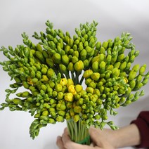 프리지아 (1단 50줄기) (강남 고속터미널꽃시장 도매시장에서 발송하는 생화택배) 꽃예꽃, 비슷한 느낌의 꽃으로 변경(다른꽃or다른색), 금~일요일 구매시 (화요일 도착), 일반 프리지아