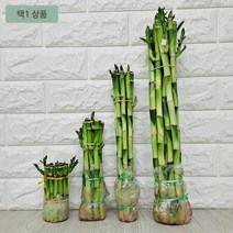 개운죽 원형부터 20센치 30센치 50센치 수경재배 개운죽키우기 집에서 키우기 쉬운식물, 3.개운죽30센치