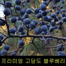 고씨네 특급 생블루베리 500g 블루베리효능 블루베리, 블루베리 생과 500g, 본상품선택