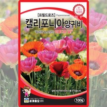 캘리포니아 양귀비 씨앗 꽃양귀비 씨 꽃 종자 100립, 단품
