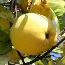 같이가치농원 모과나무 (대실모과) R4-5 결실주, 1개