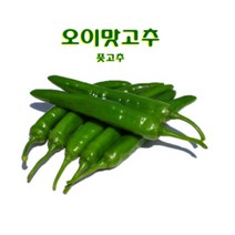 국내산 아삭한 오이맛고추 특 300g내외 팩, 12팩(3.6kg내외)